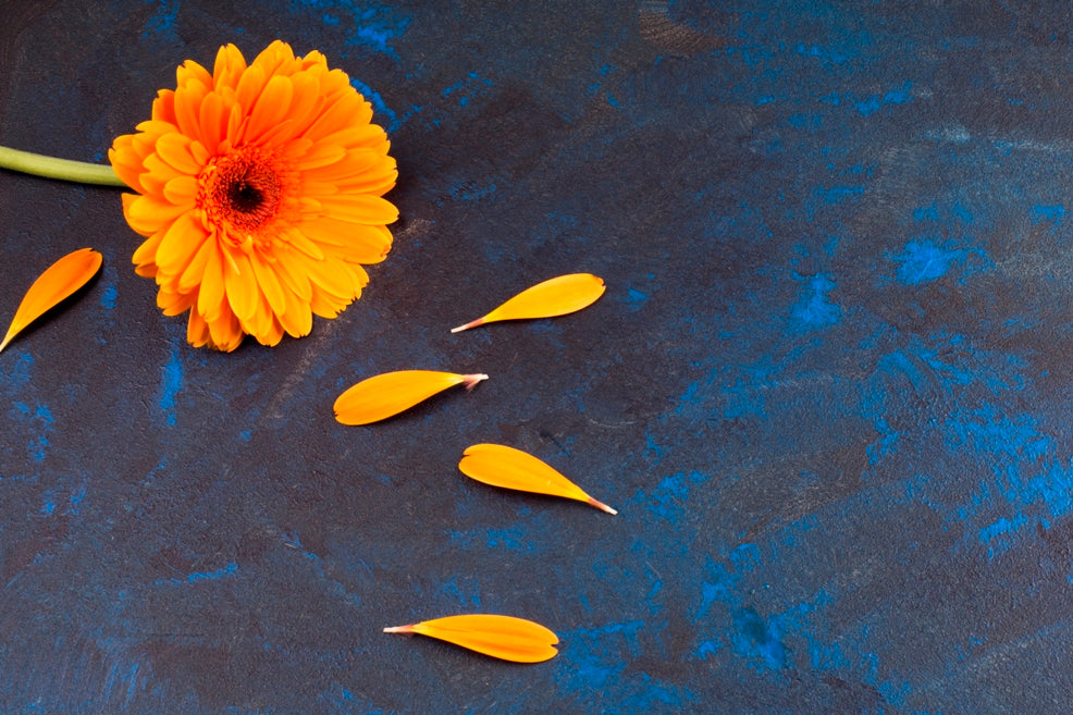 Calendula Extract – Benefits for Skin!!